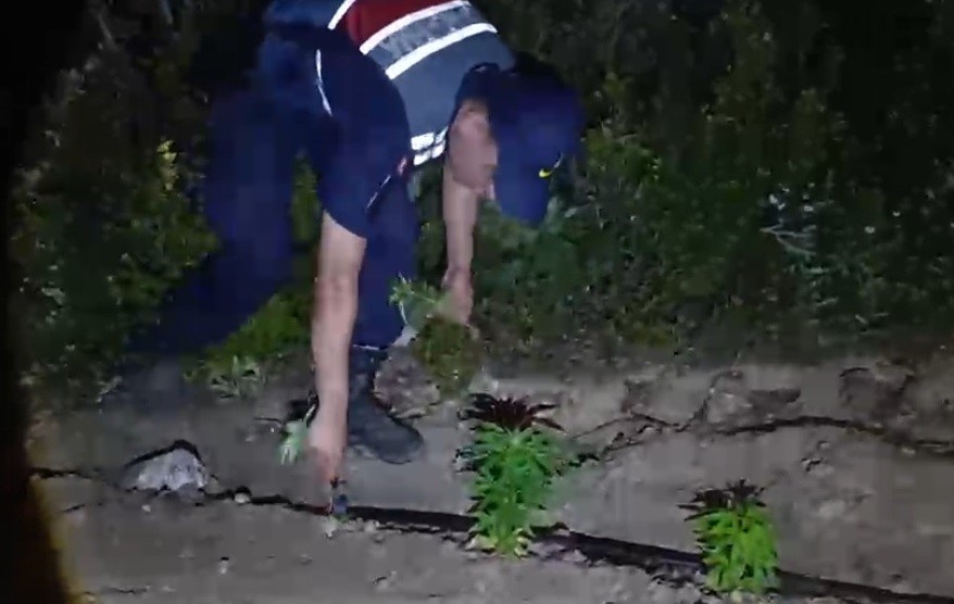 MERSİN’DE ORMANLIK ALANA EKİLEN BİN 500 KÖK KENEVİR ELE GEÇİRİLDİ