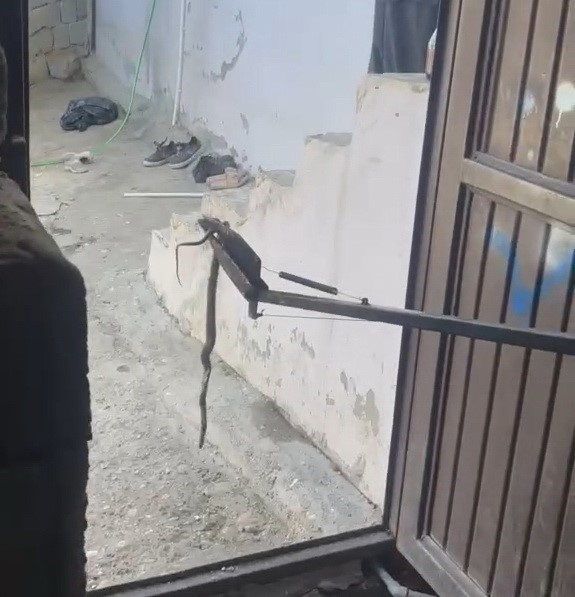 EVE GİREN YILAN YAKALANARAK DOĞAYA BIRAKILDI