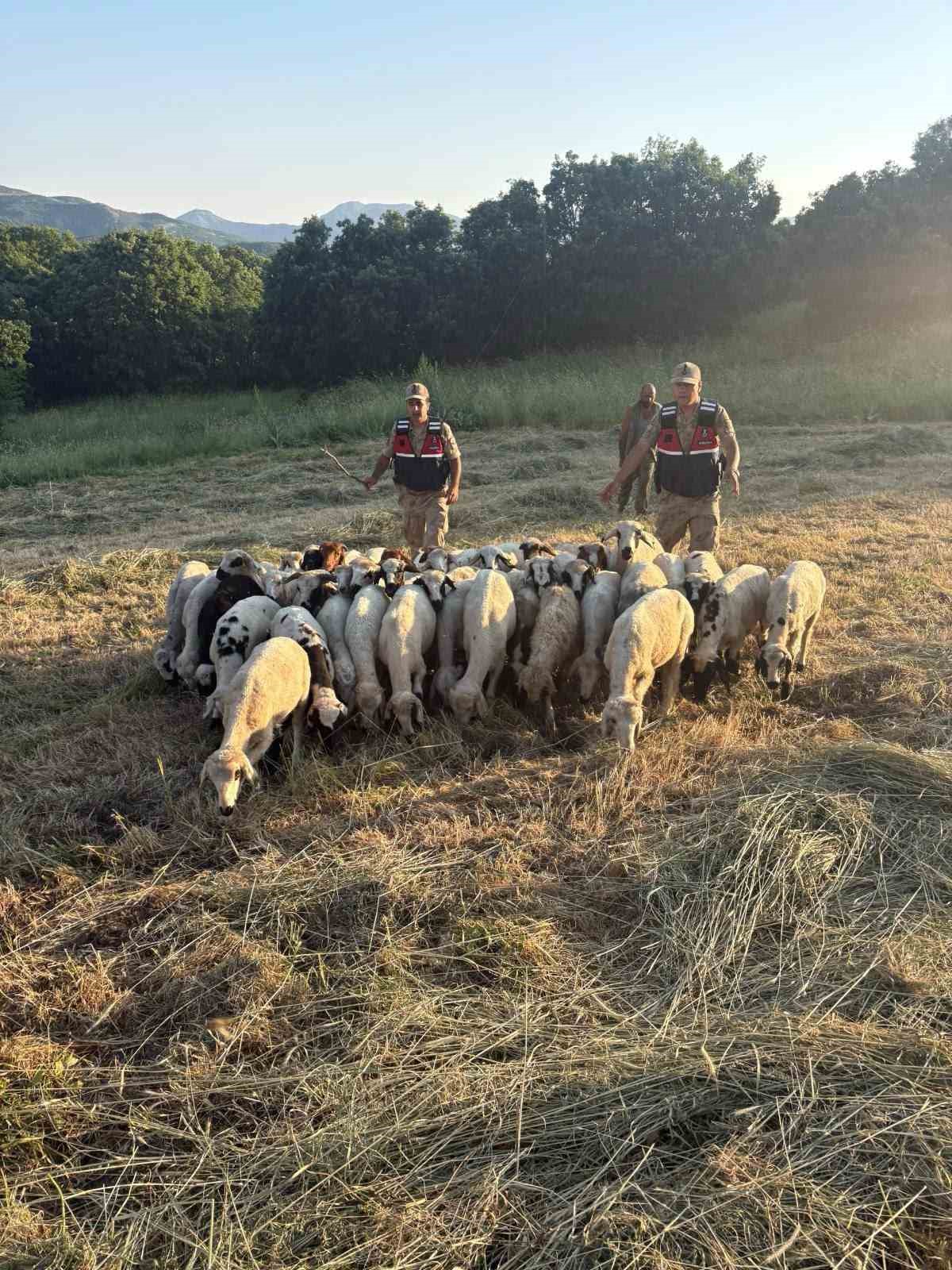 TUNCELİ’DE KAYIP KÜÇÜKBAŞ HAYVANLAR DRON DESTEĞİYLE BULUNDU