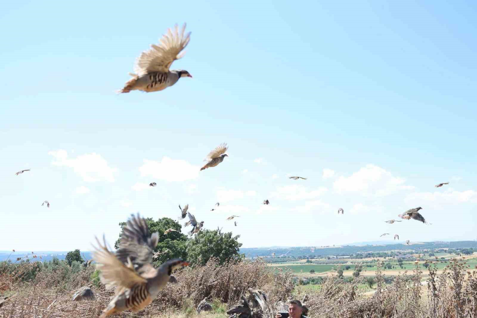 ÇANAKKALE’DE 1000 KINALI KEKLİK DOĞAYA SALINDI