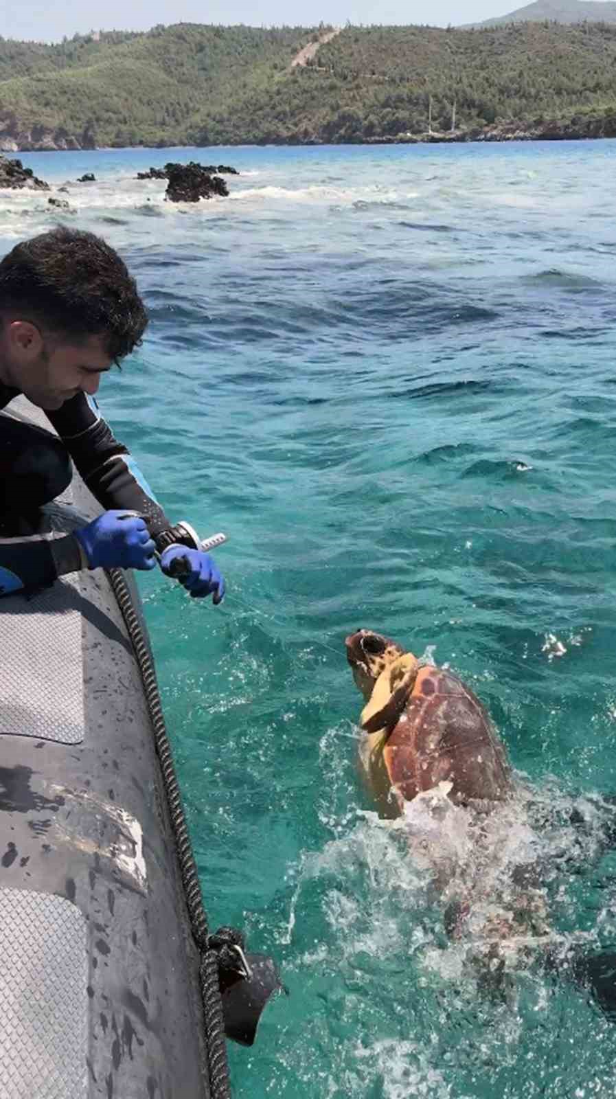 AĞA TAKILAN DENİZ KAPLUMBAĞASINI DERNEK GÖREVLİLERİ KURTARDI