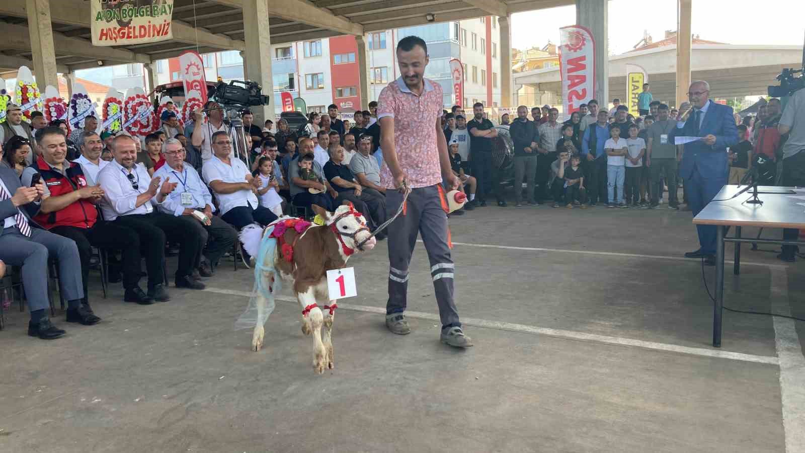 OTUZ BUZAĞI ARASINDAN EN GÜZELİ SEÇİLDİ