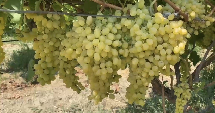 ALAŞEHİR’DE ÇİFTÇİLERE SON UYARI