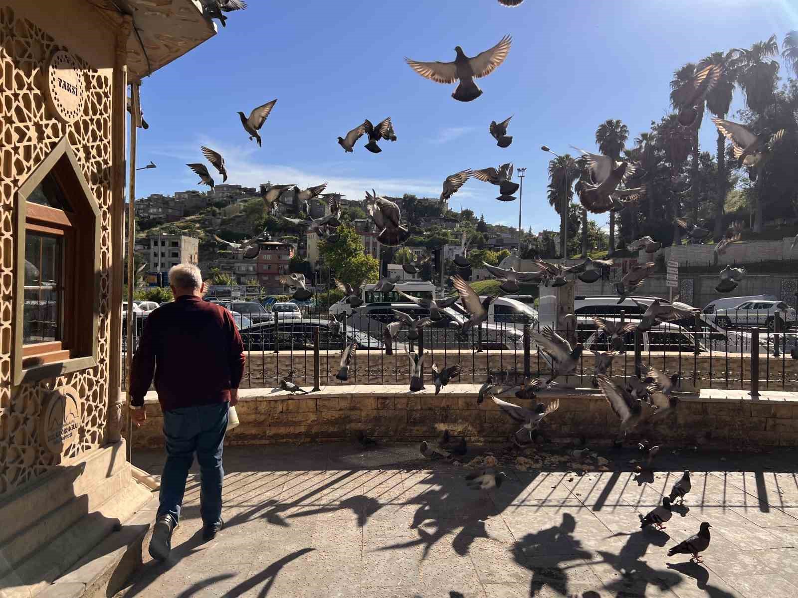 KAHRAMANMARAŞ’TA TAKSİCİ ESNAFININ YOL ARKADAŞI GÜVERCİNLER