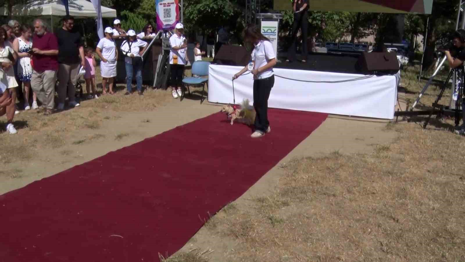 BÜYÜKÇEKMECE’DE CAN DOSTLARI SAHİPLENDİRME FESTİVALİ
