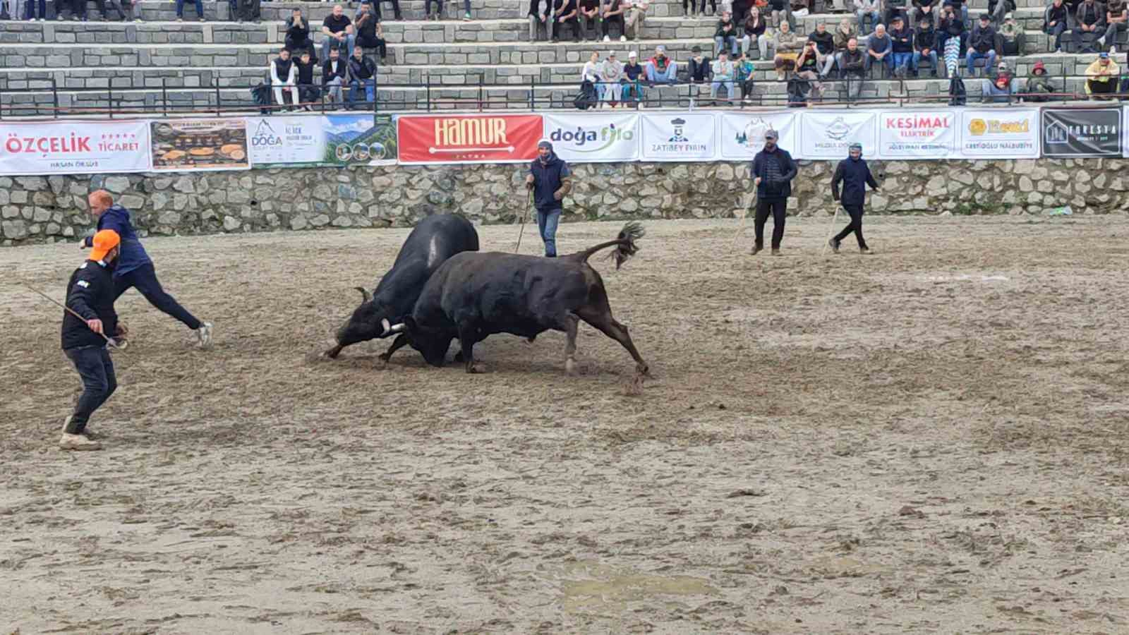 AYDER’DE BOĞA GÜREŞLERİ SAĞANAK YAĞIŞA RAĞMEN HEYECANLI BAŞLADI