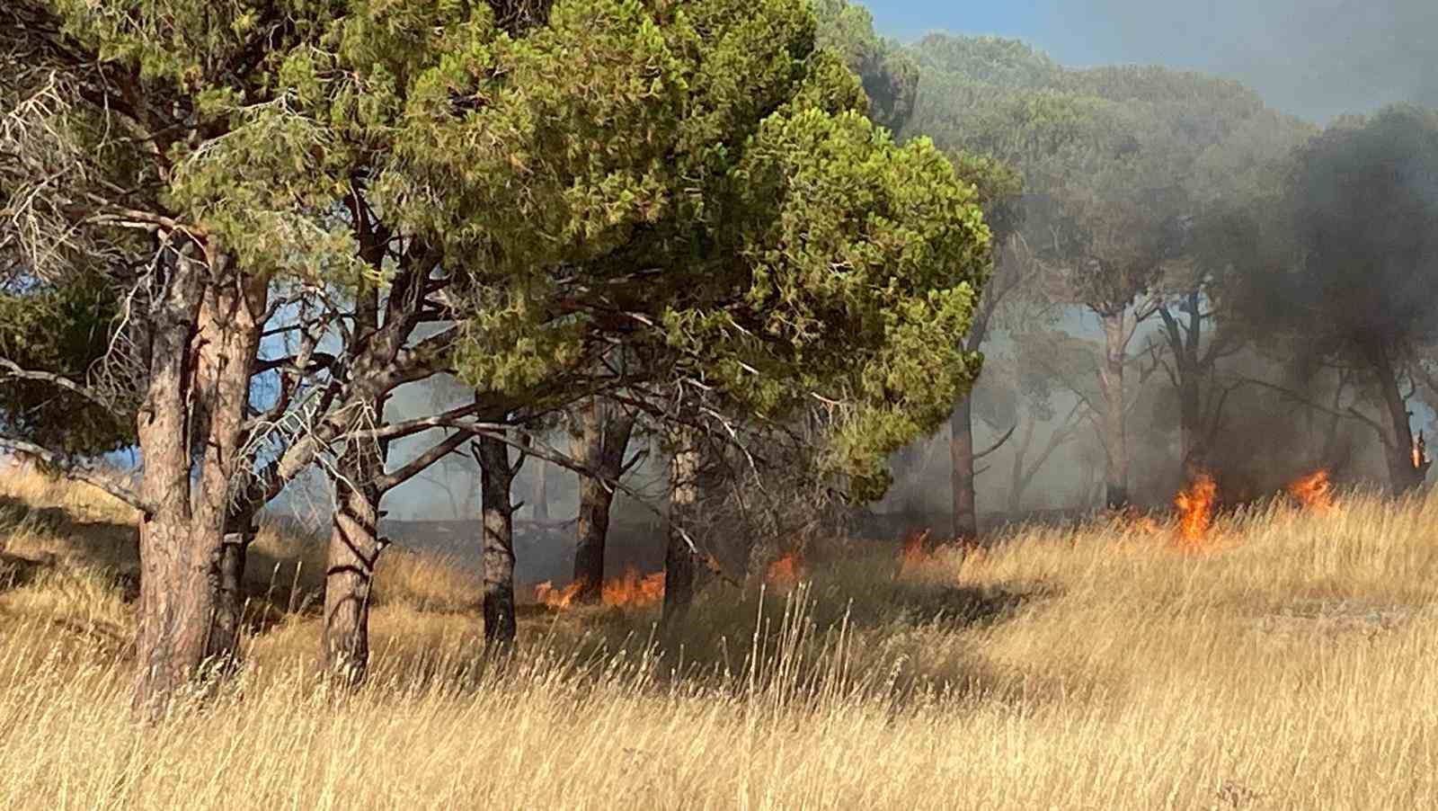 BALIKESİR AYVALIK’TA ÇIKAN ÖRTÜ YANGINI KONTROL ALTINA ALINDI