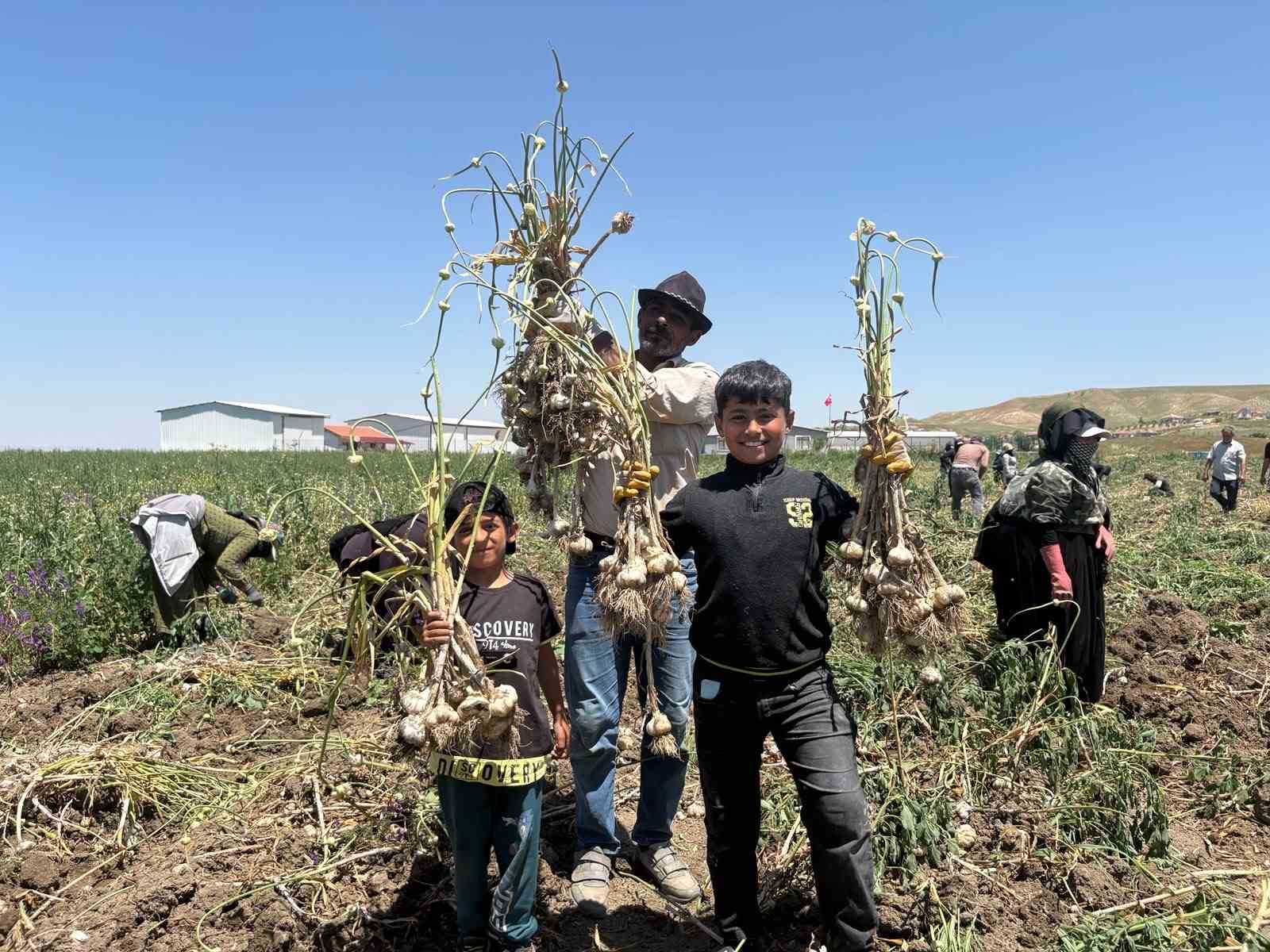 BAŞKENTTE ALTERNATİF TARIMIN YENİ ÜRÜNÜ: İLK KEZ YETİŞTİRİLEN SARIMSAKTA 350 TONLUK REKOLTE
