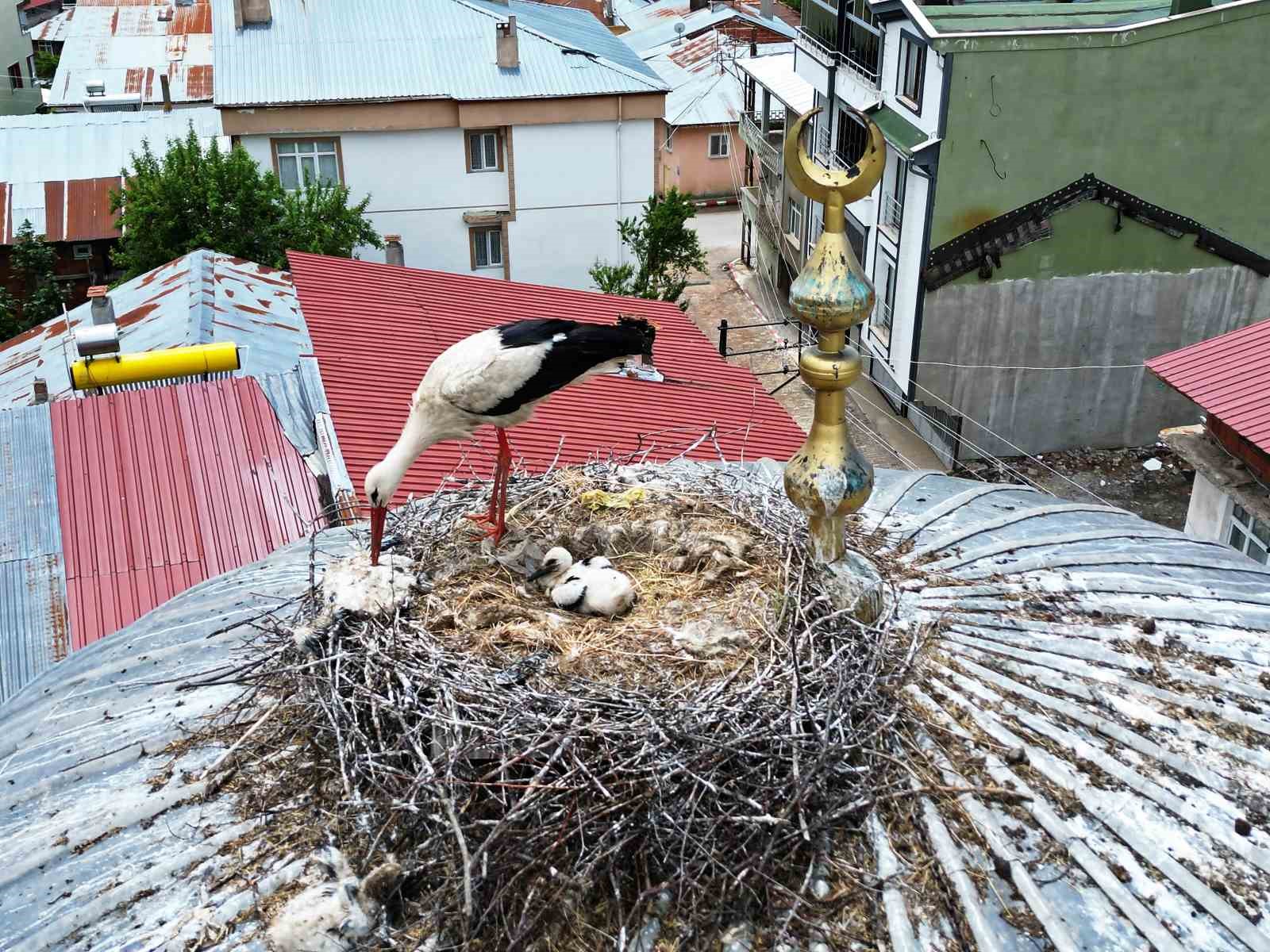 25 YIL SONRA İLÇEYE GELEN LEYLEK AİLESİNDE 1 YAVRU SAĞ KALABİLDİ