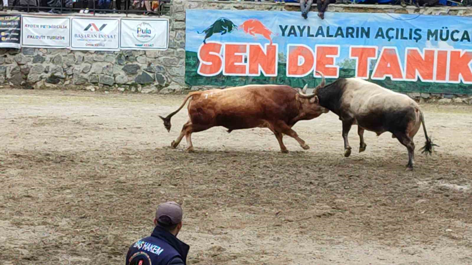 AYDER’DE BOĞA GÜREŞLERİ HEYECANI YAŞANDI