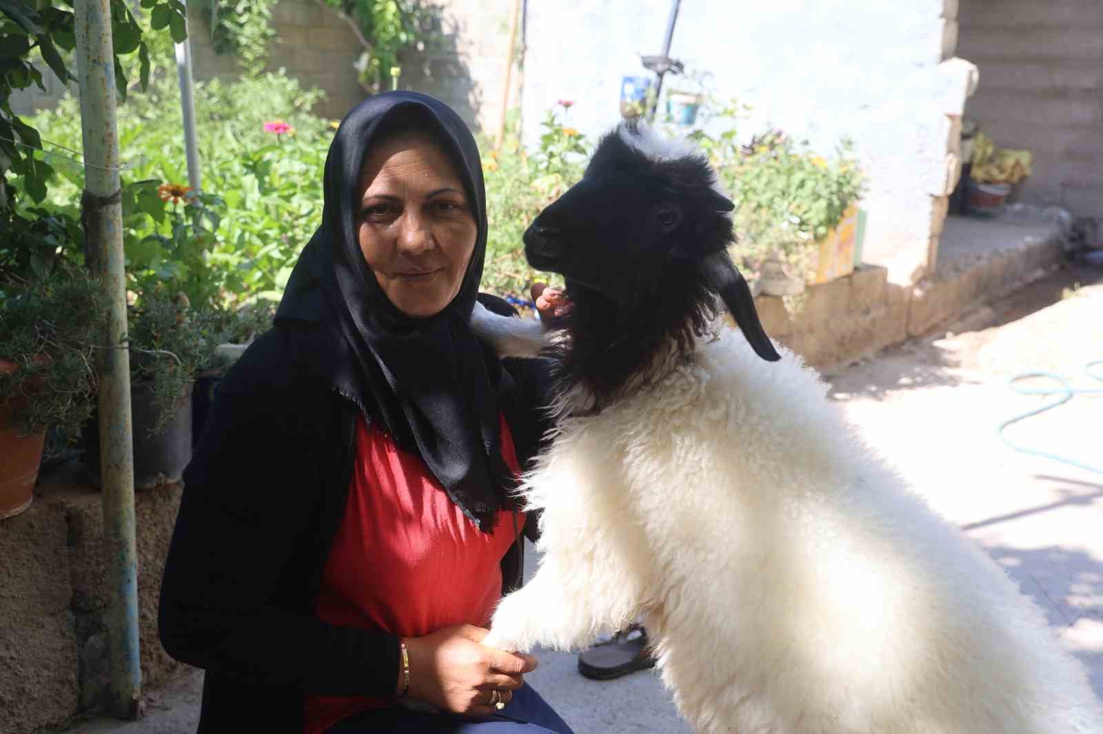 EVLADINI LÖSEMİDEN KAYBEDEN ANNE, TESELLİYİ PEŞİNDEN AYRILMAYAN KUZUDA BULDU