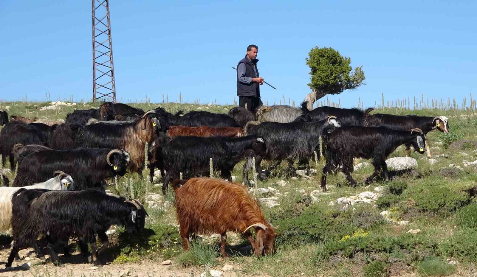 TÜRKİYE’NİN KEÇİ YETİŞTİRME MERKEZİ MERSİN: TOROSLAR YEŞERDİ, YÖRÜKLERİN ZORLU MESAİSİ BAŞLADI