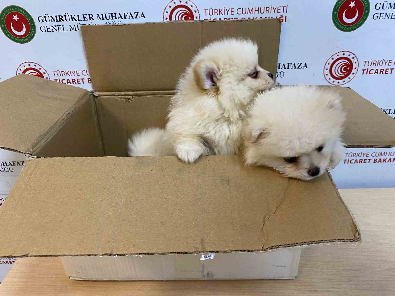 TİCARET BAKANLIĞI GÜMRÜKLER MUHAFAZA EKİPLERİNDEN YAVRU KÖPEKLERE YÖNELİK KAÇAKÇILIK GİRİŞİMİNE GEÇİT YOK