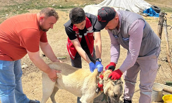 YOZGAT VALİLİĞİNDİN KÖPEK SAHİPLERİNE SON UYARI