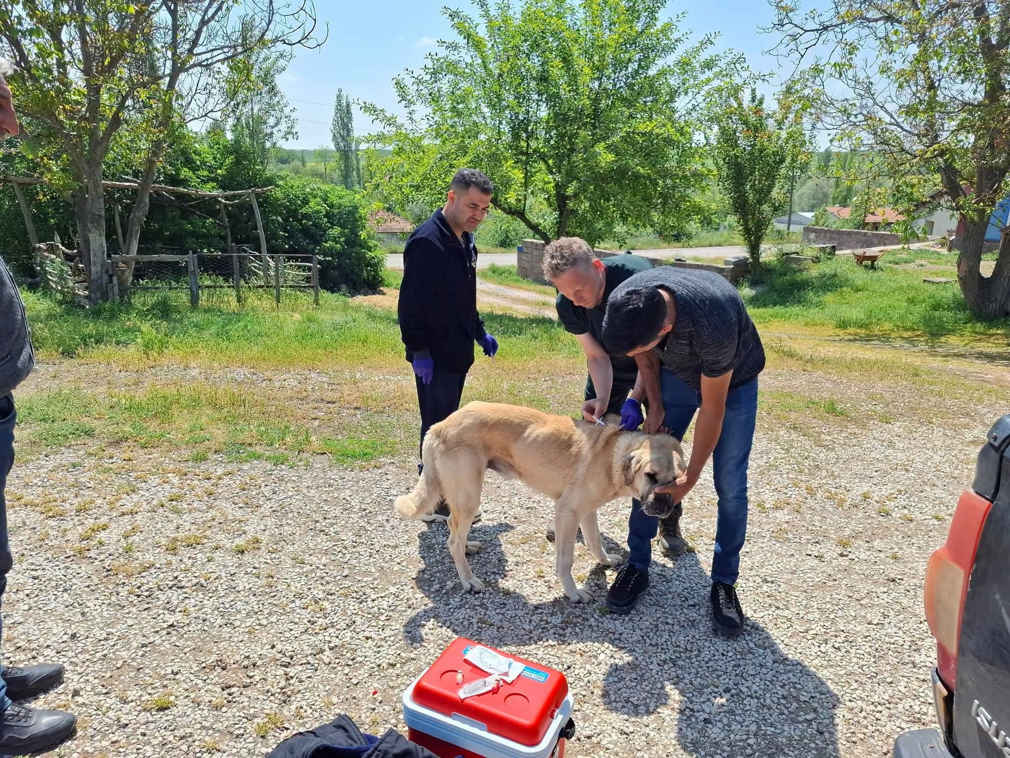 YOZGAT’TA KÖPEKLERE MİKROÇİP UYGULAMASI VE KUDUZ AŞISI