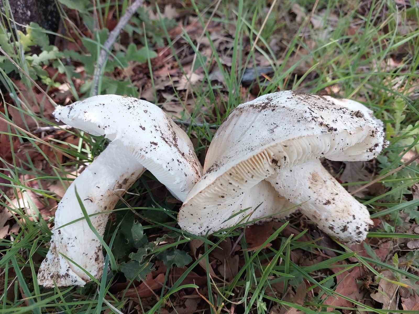 ÇAYIR MANTARINI TOPLAMASI ZAHMETLİ YEMESİ LEZZETLİ