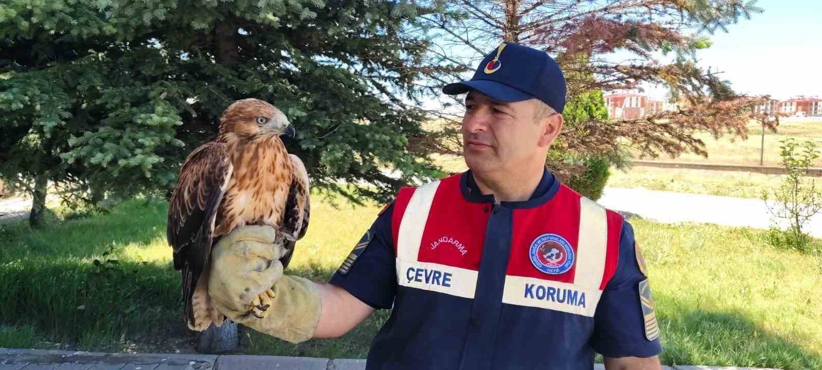 YOZGAT’TA YARALI BULUNAN ŞAHİN KORUMA ALTINA ALINDI