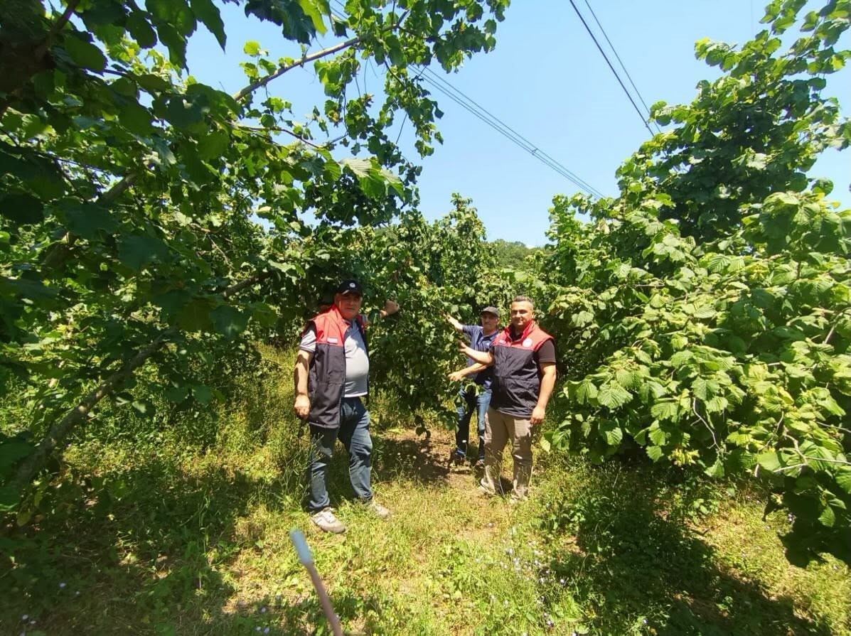 FINDIK REKOLTE TESPİT ÇALIŞMALARI DÜZCE’DE BAŞLADI