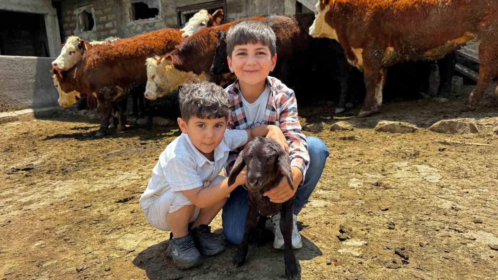 AĞRI’DA DAMIZLIK DESTEĞİYLE KIRMIZI ET ÜRETİMİ GÜÇLENİYOR