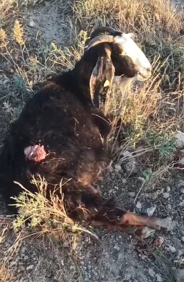 SOKAK KÖPEKLERİ SÜRÜDEN AYRILAN KEÇİYE SALDIRDI