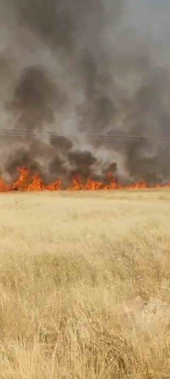 ŞANLIURFA’DA 45 DÖNÜM BUĞDAY EKİLİ ALAN YANDI