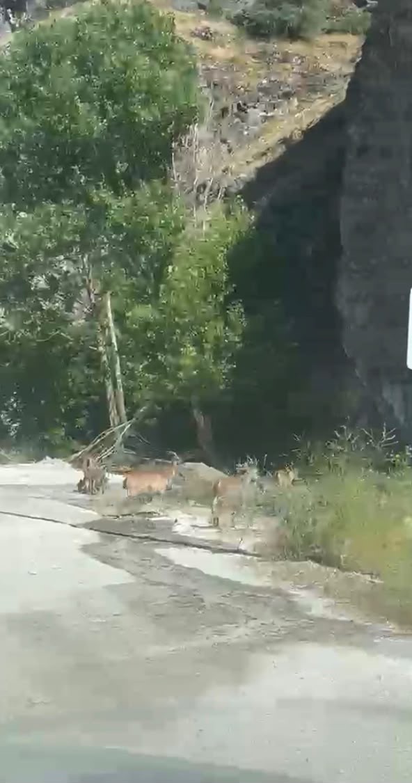MALATYA’DA YABAN KEÇİLERİ KARAYOLUNDA GÖRÜNTÜLENDİ