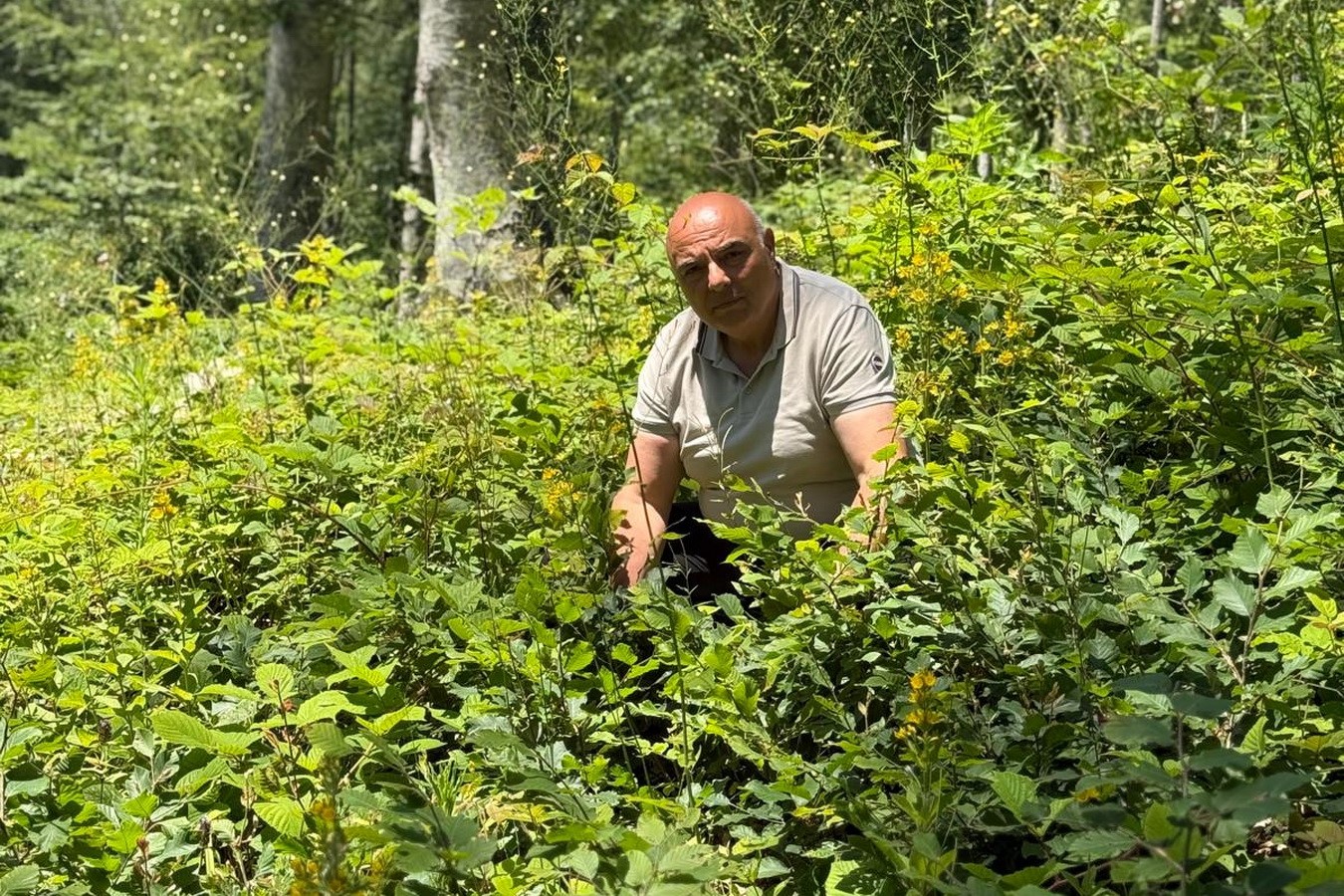DÜZCE’DE ORMANLARDA GENÇLİK BAKIM ÇALIŞMALARI SÜRÜYOR