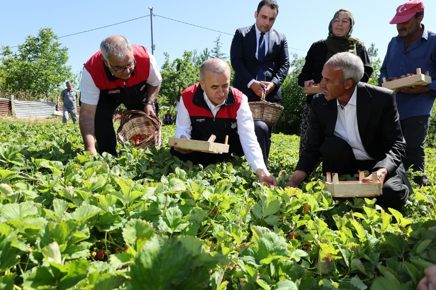 VALİ HATİPOĞLU, ÇİLEK HASADI YAPTI