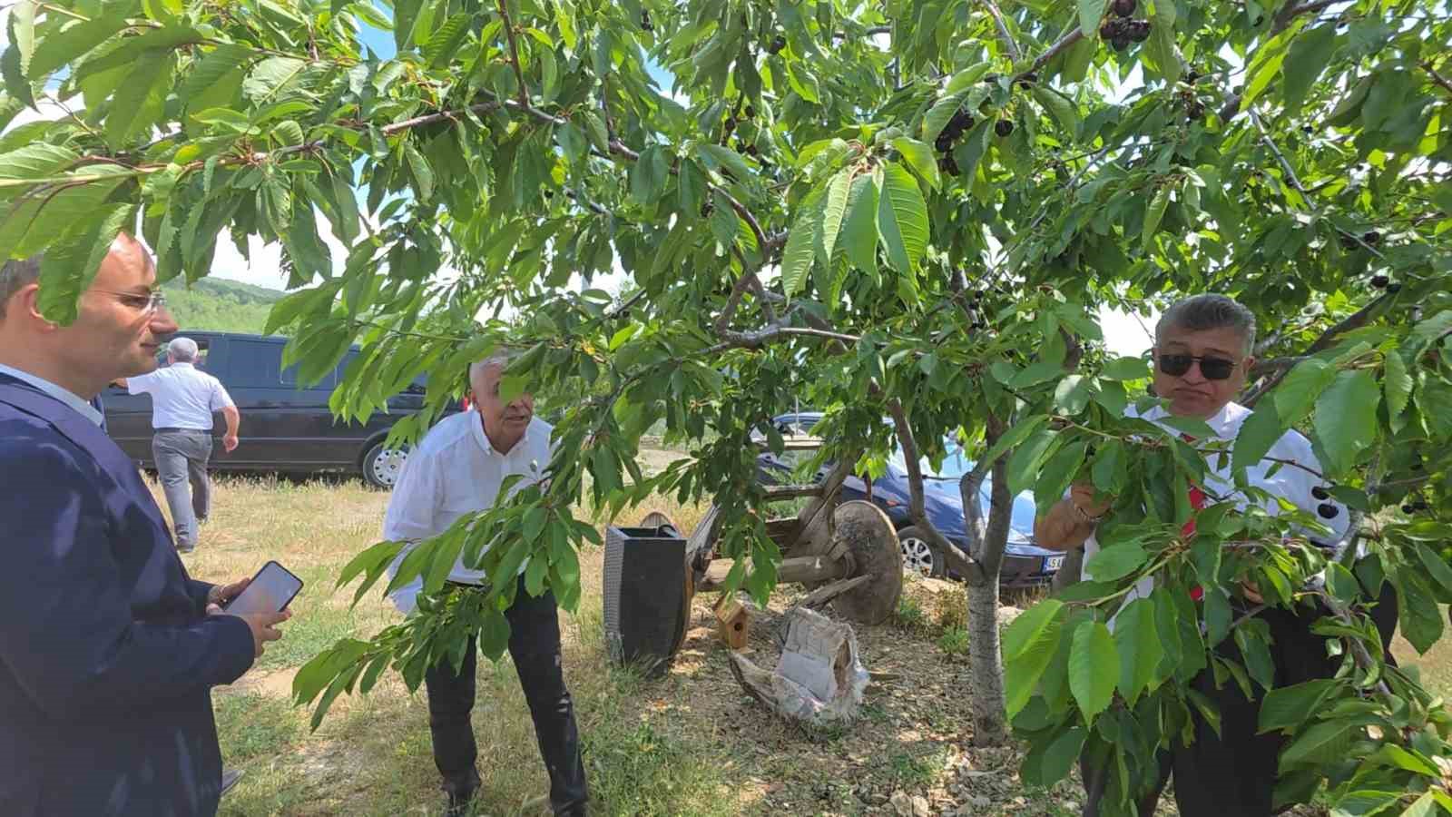 KÜTAHYA ŞAPHANE’DE KİRAZ HASADI BAŞLADI