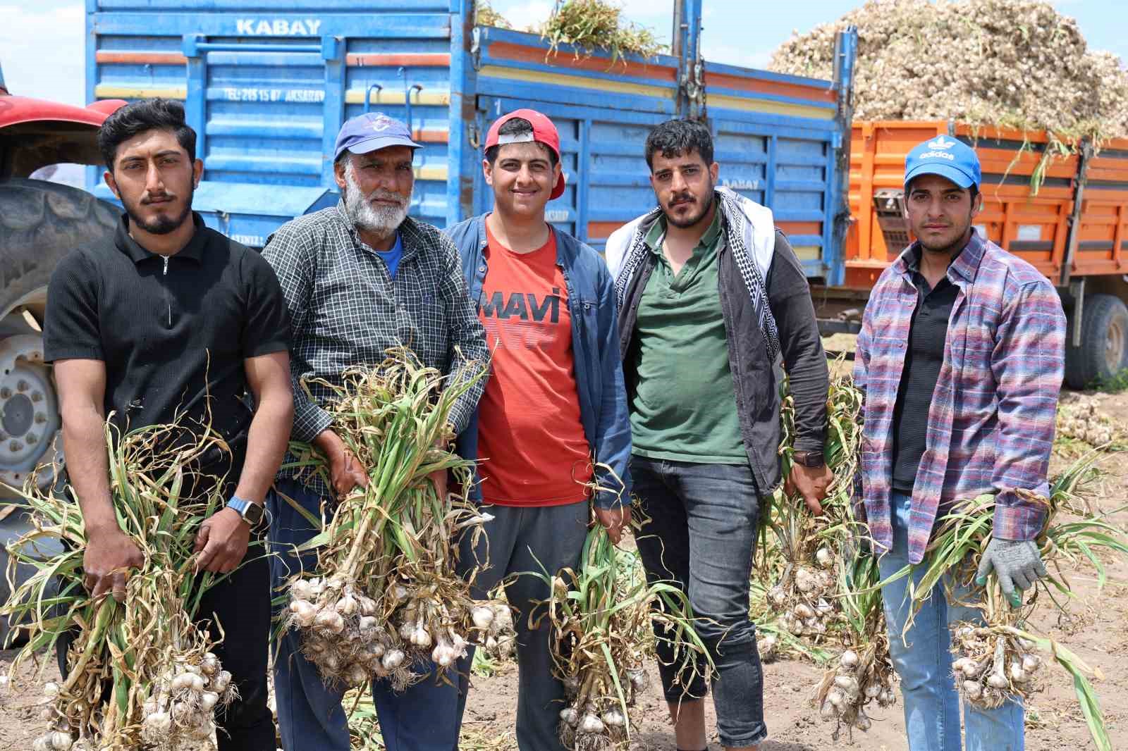 SEVDİĞİYLE EVLENMEK İÇİN TARLADA BAŞLIK PARASINA ÇALIŞIYOR