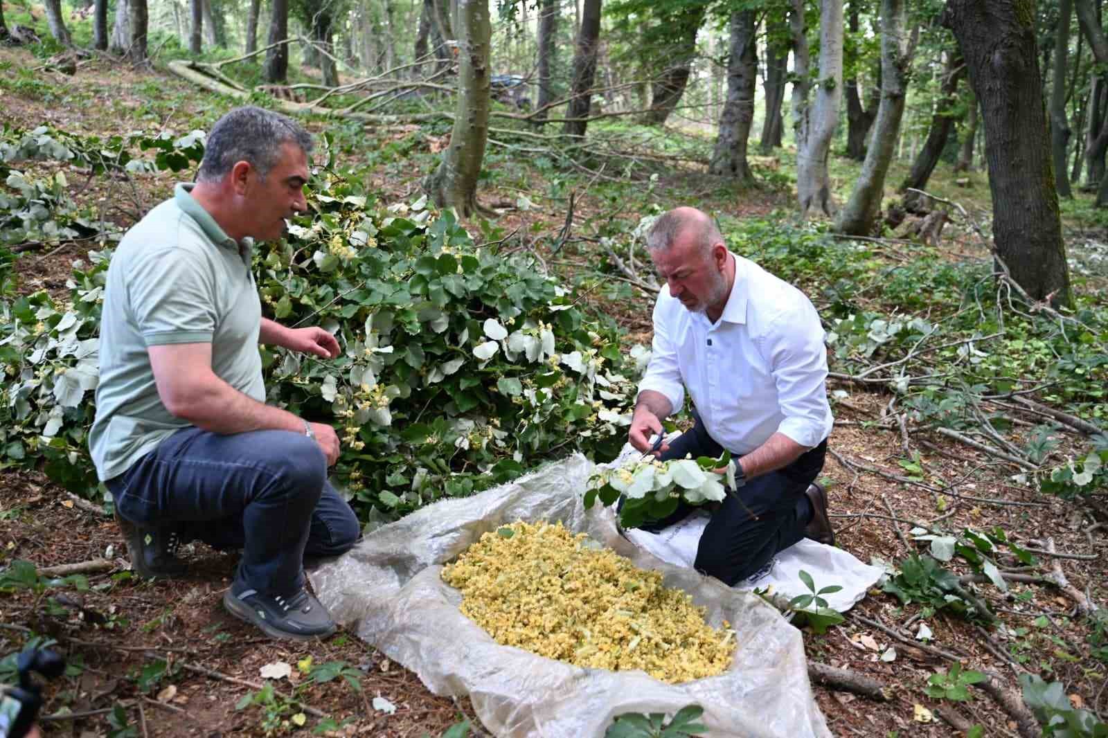 KARACABEY’DE IHLAMUR HASADI KIRSAL EKONOMİYE CAN KATIYOR