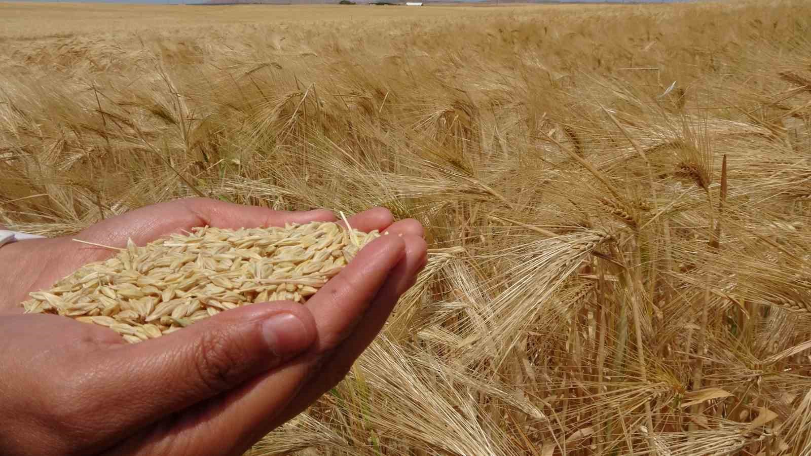 YOZGAT’TA ARPA HASADI BAŞLADI