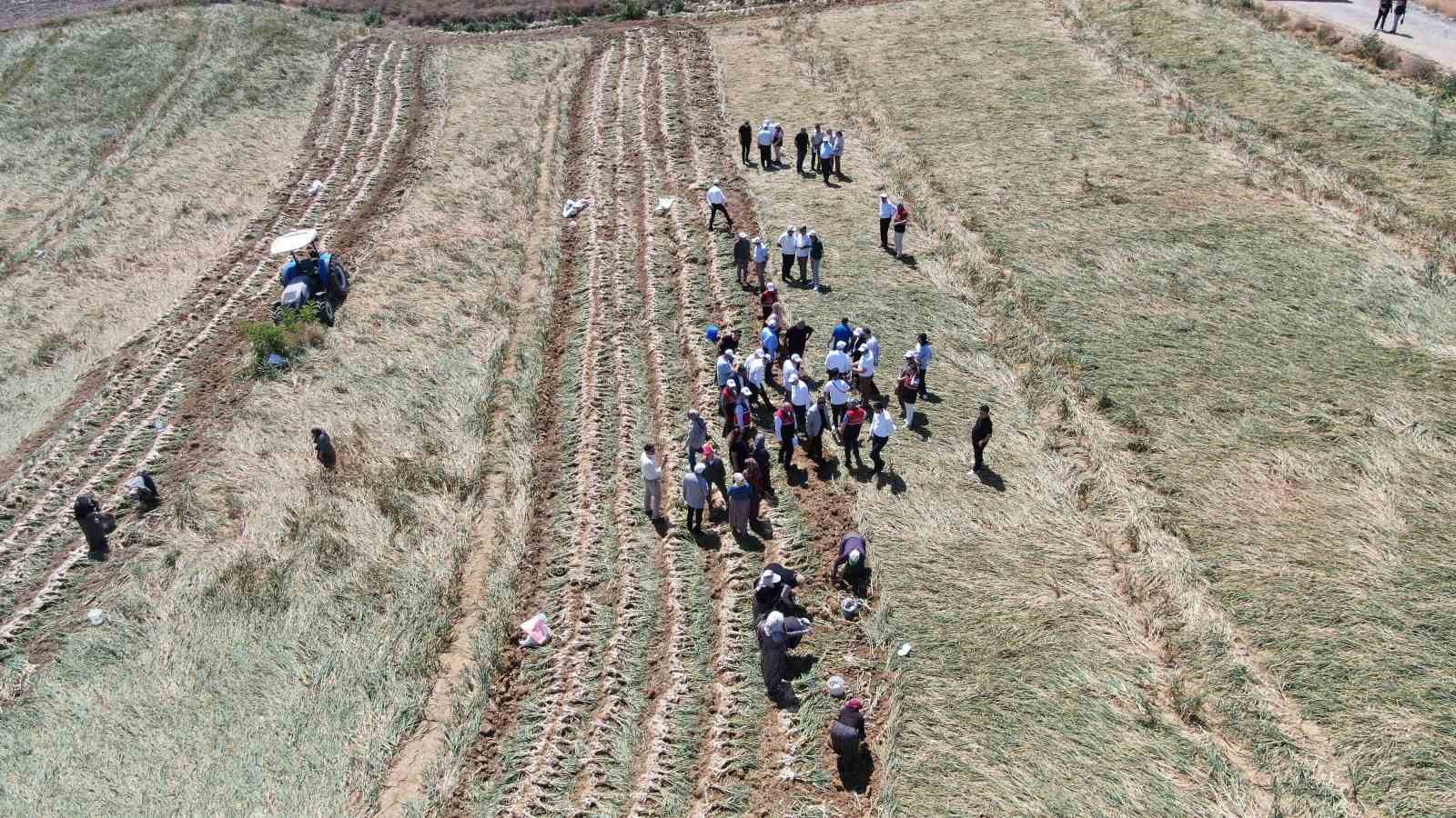DÜNYACA ÜNLÜ TAŞKÖPRÜ SARIMSAĞININ HASADI BAŞLADI