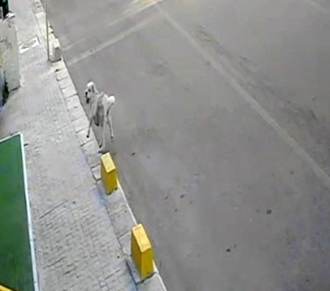 TEKİRDAĞ’DA MAHALLENİN MASKOTU YUMAK’A ARABA ÇARPTI