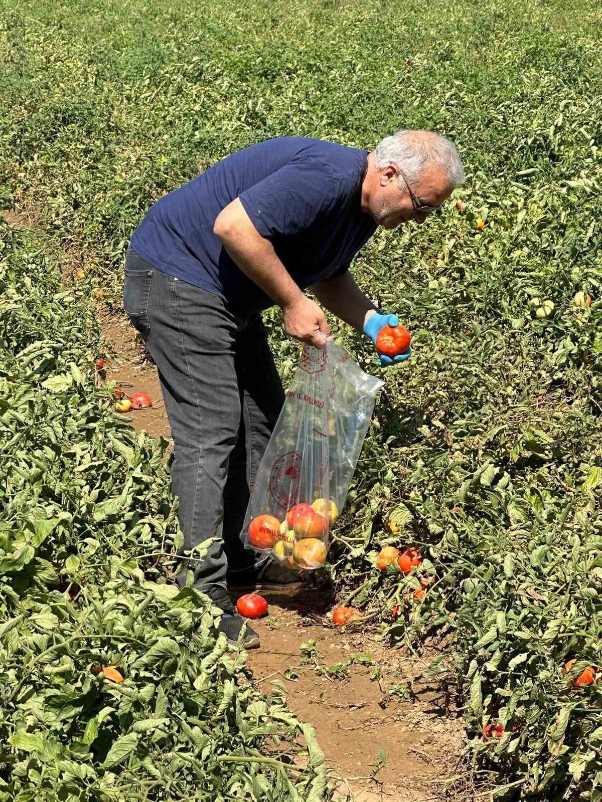KÖŞK’TE DOMATESTE HASAT ÖNCESİ İLAÇ KALINTISI DENETİMİ BAŞLADI