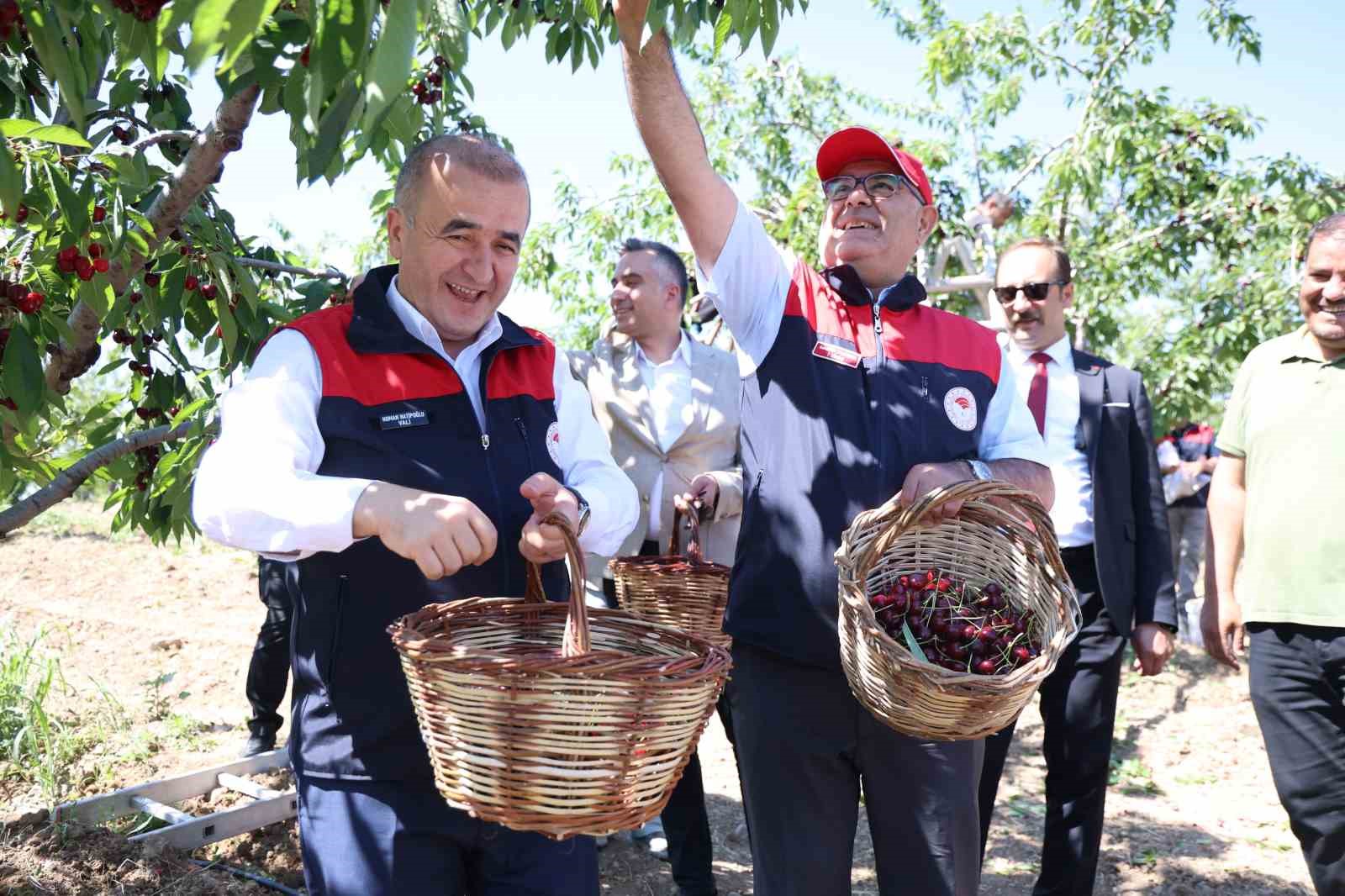 ELAZIĞ’DA 7 BİN DEKAR ALANDA KİRAZ HASADI DEVAM EDİYOR