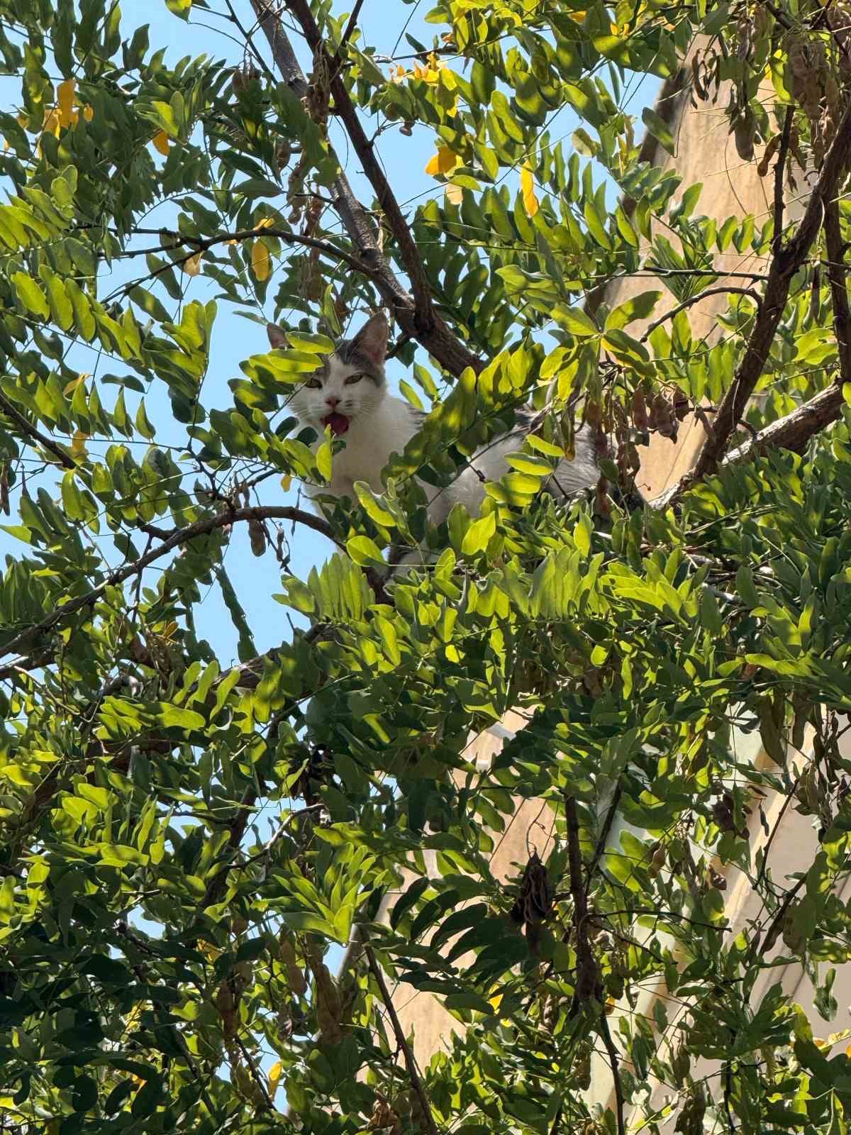 ANTALYA’DA AĞAÇTAN İNEMEYEN KEDİ VİNÇ YARDIMIYLA KURTARILDI