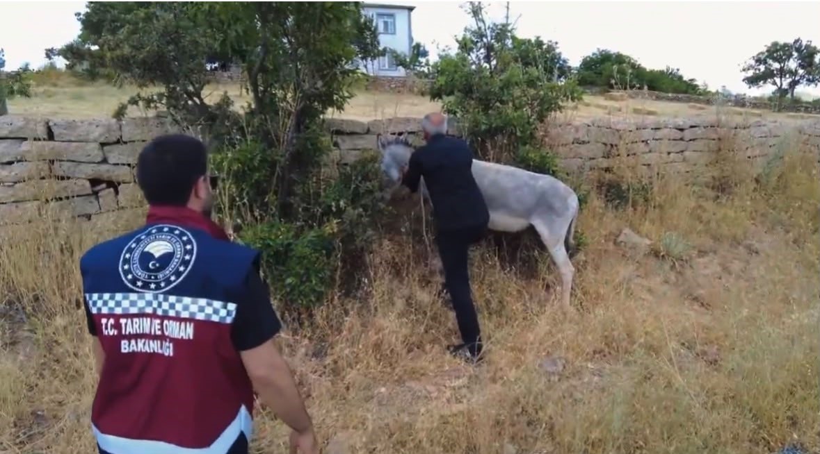 BİNGÖL’DE 68 BAŞIBOŞ HAYVAN TOPLANDI