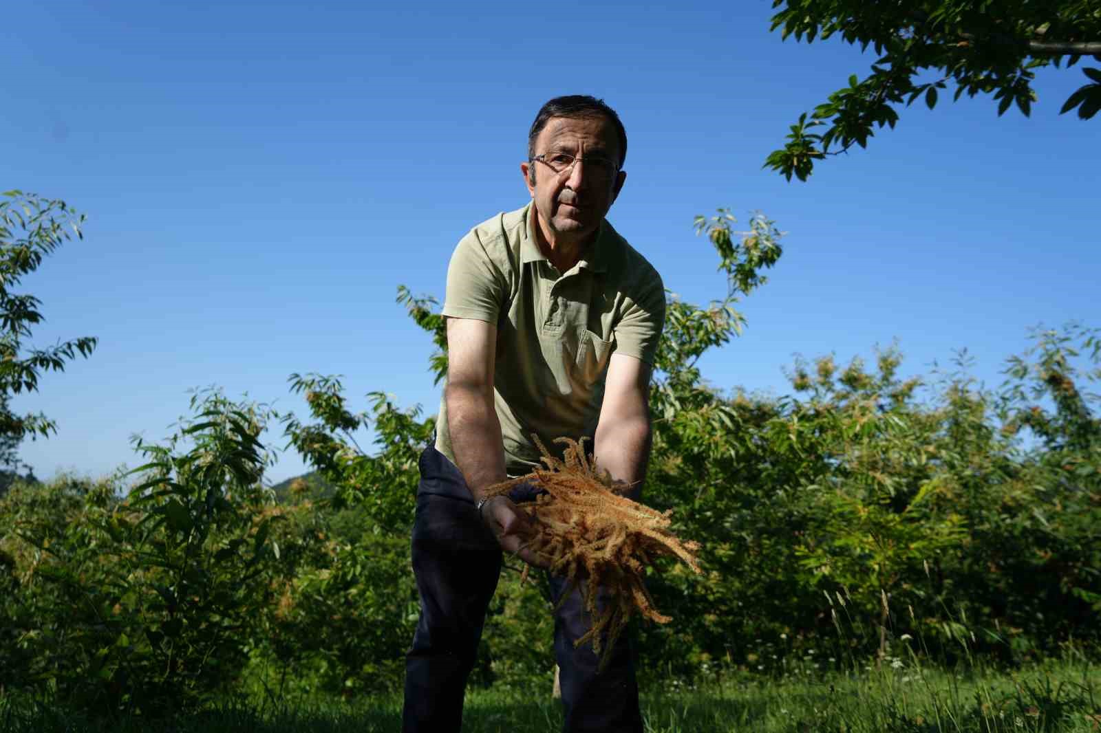 KESTANE ÇİÇEKLERİNDE HASAT BAŞLADI: ANTİOKSİDAN DEPOSU ÇAY OLUYOR