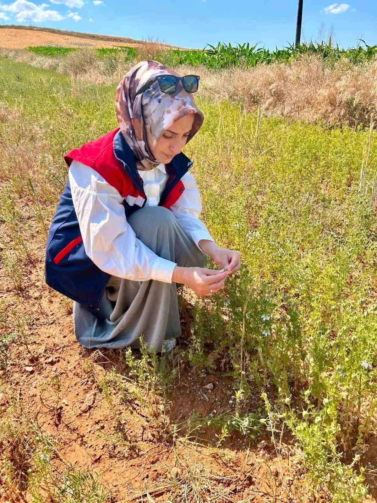 BİTKİSEL ÜRETİMDE KALİTENİN ARTTIRILMASI İÇİN ÇALIŞMALAR SÜRÜYOR