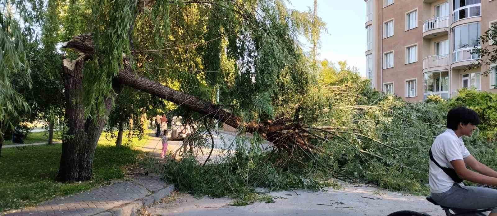 ŞİDDETLİ RÜZGAR PARKTAKİ AĞACI DEVİRDİ