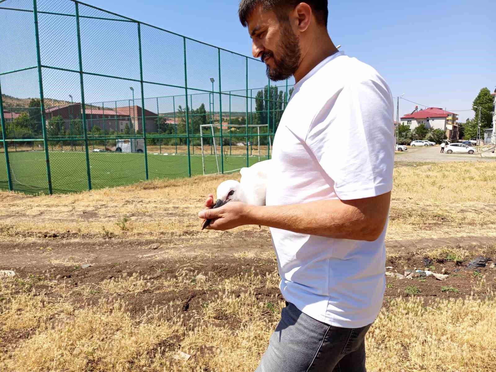 DEFALARCA YUVADAN DÜŞEN YAVRU LEYLEK DOĞAYA BIRAKILDI