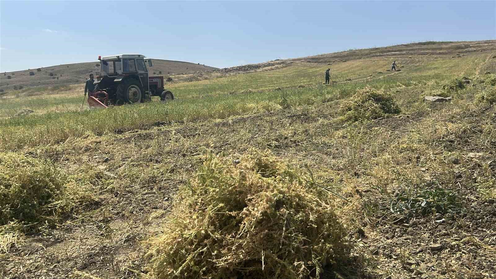 YOZGAT’TA MERCİMEK HASADI BAŞLADI, ÇİFTÇİNİN YÜZÜ GÜLDÜ, VERİM BEKLENTİSİ YÜKSELDİ