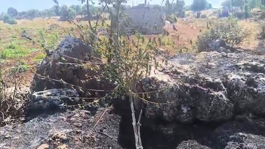 DİCLE’DE ÖRTÜ YANGINI: ONLARCA MEYVE AĞACI ALEVLERE TESLİM OLDU