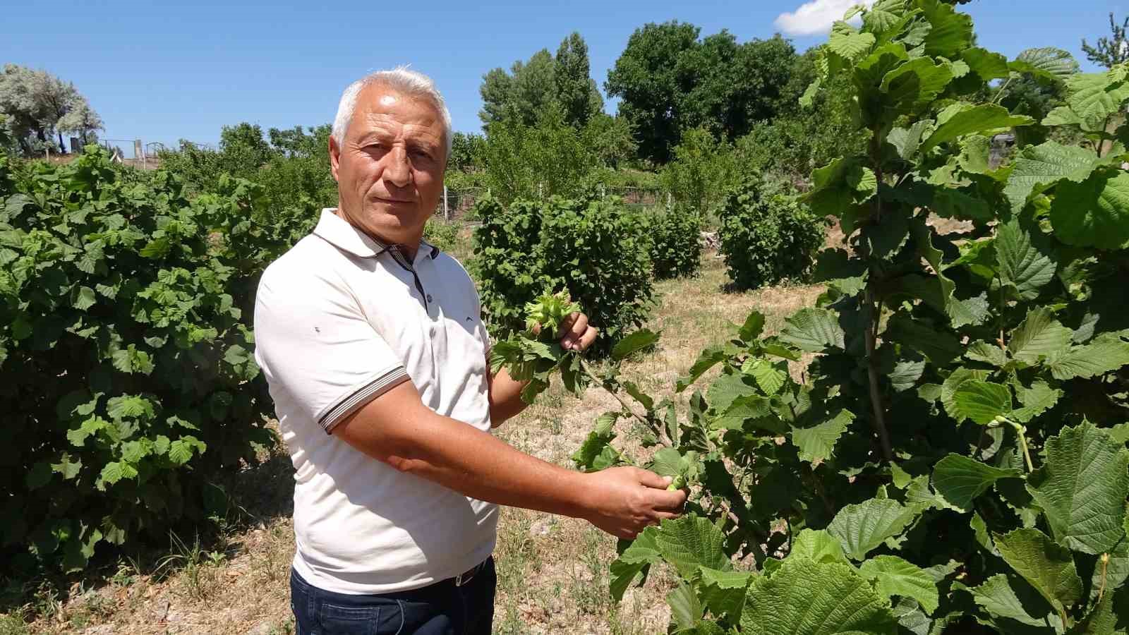 BOZKIRIN ORTASINDA FINDIK YETİŞTİRDİ