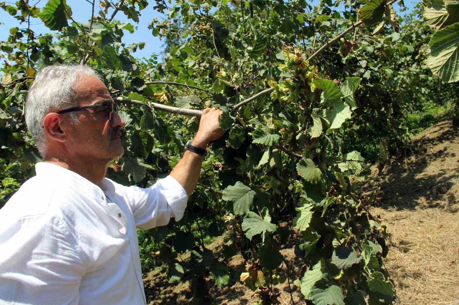 FINDIKTA YENİ HASAT SEZONU ÖNCESİ FİYATLAR GERİLEDİ, GÖZLER ALIM FİYATINDA