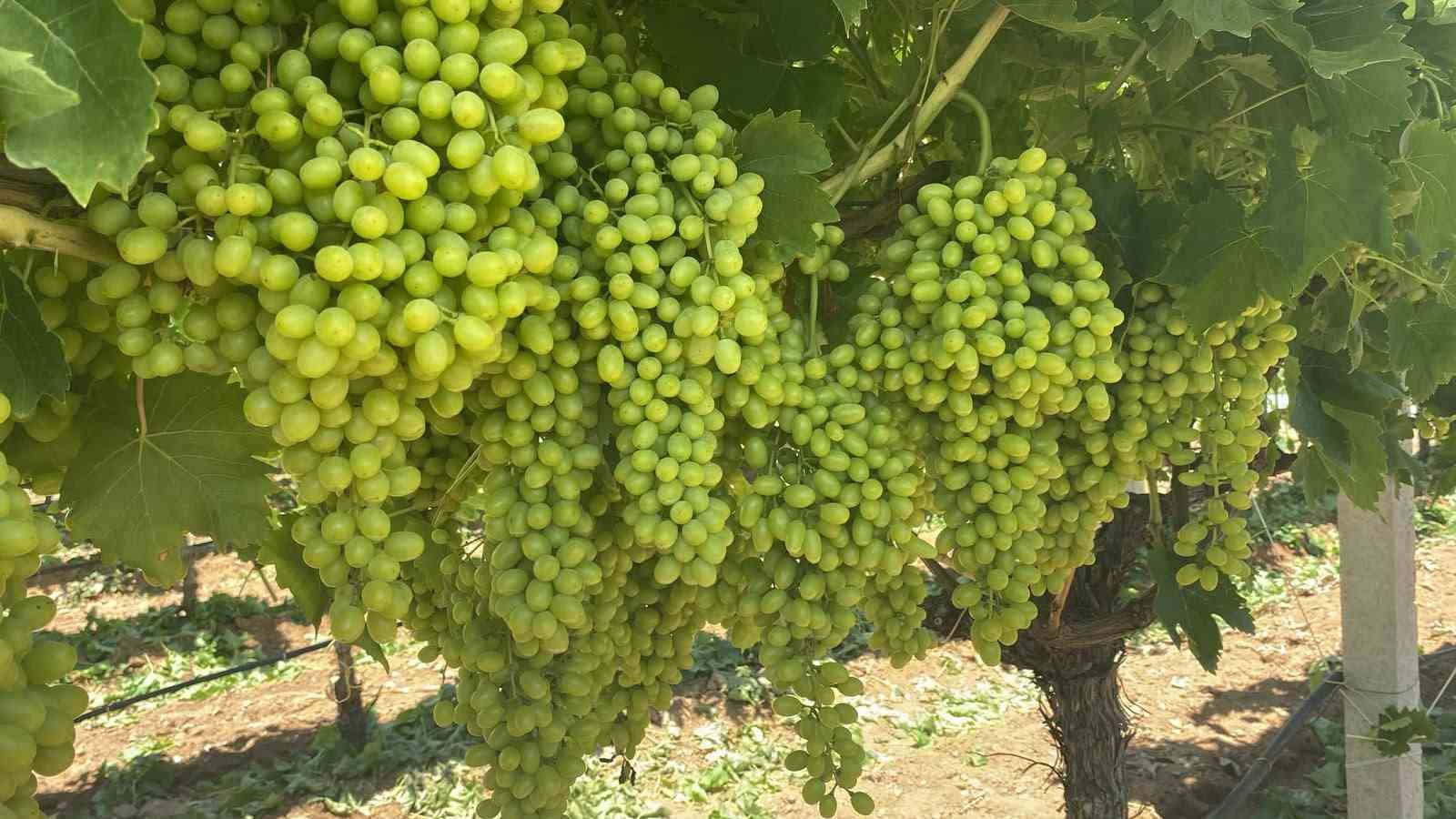 SARIGÖL’ÜN ÜZÜM SALKIMLARI GÖZ KAMAŞTIRIYOR