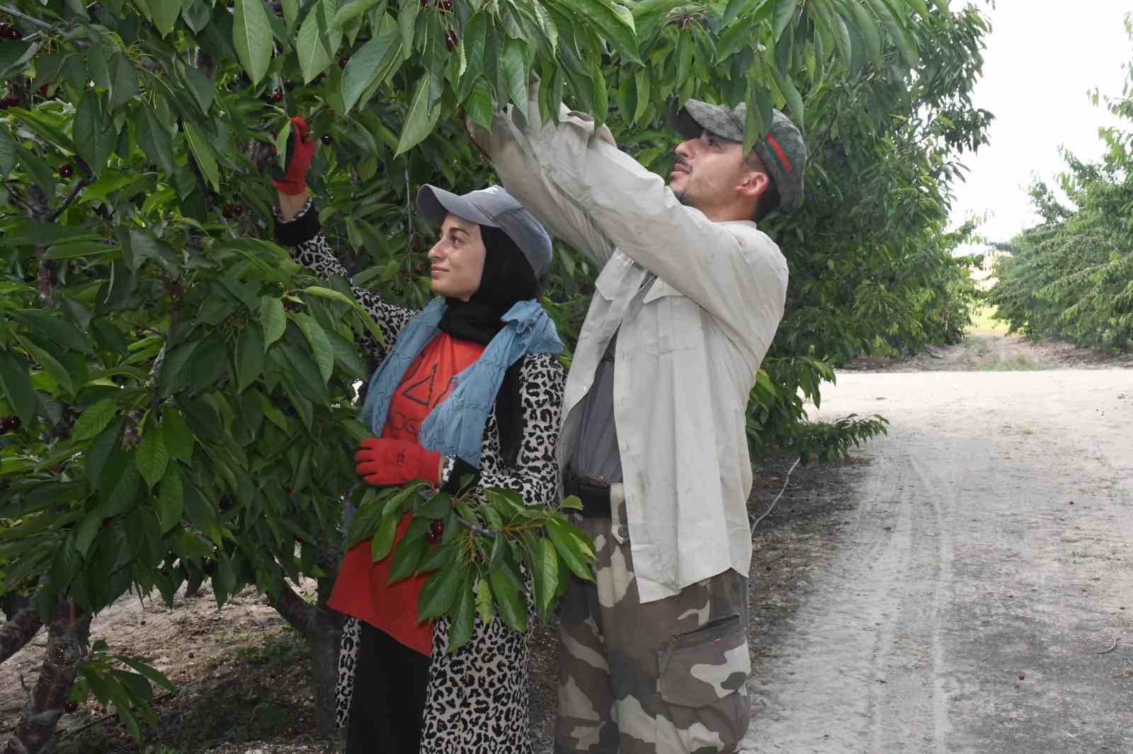 YOZGAT’TA DEV KİRAZ BAHÇESİNDE HASAT MESAİSİ