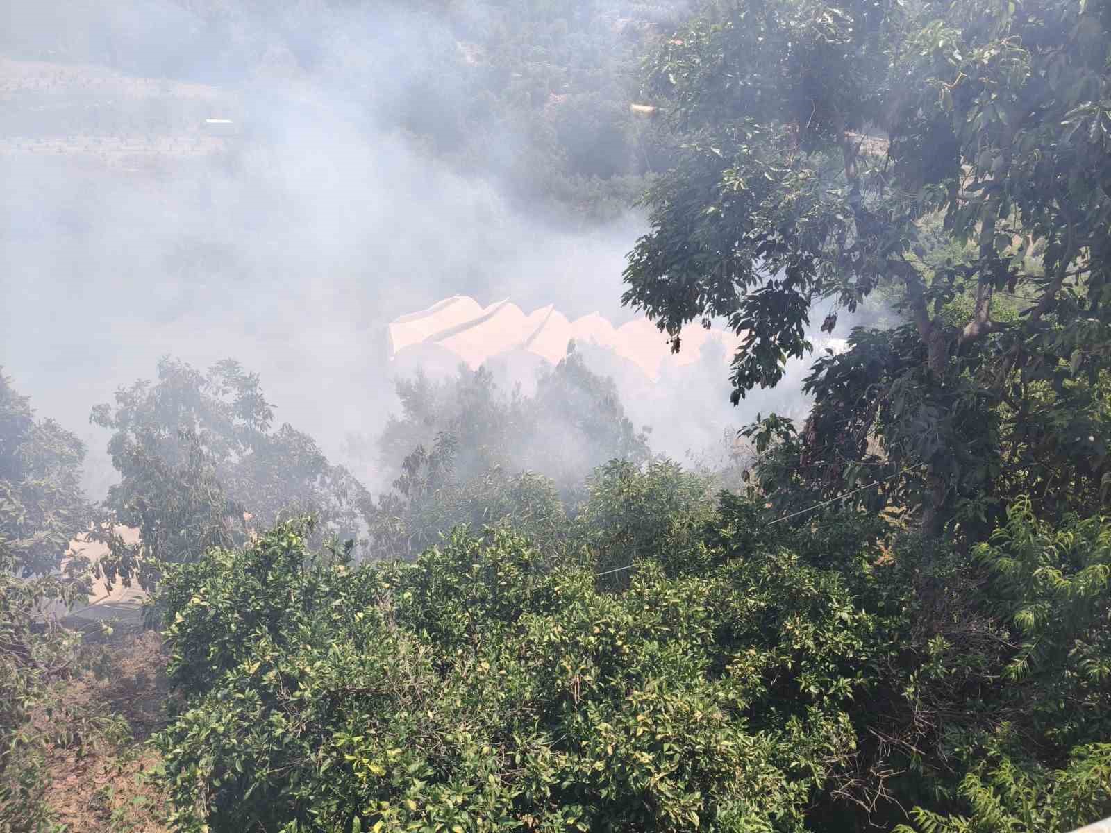 ALANYA’DA AVOKADO BAHÇELERİNİN BULUNDUĞU ZİRAİ ALANDA YANGIN