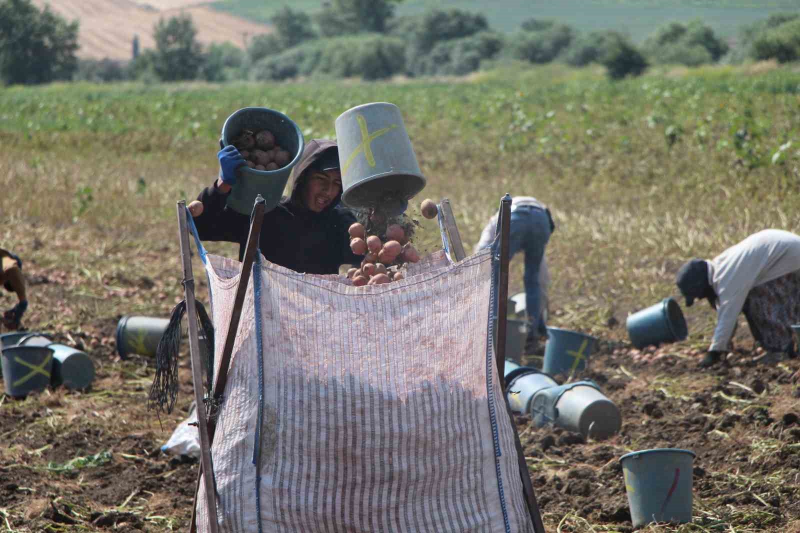 AMASYA’DA PATATES HASADI BAŞLADI: 130 BİN TON REKOLTE BEKLENİYOR